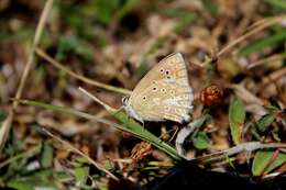 Image of Polyommatus daphnis