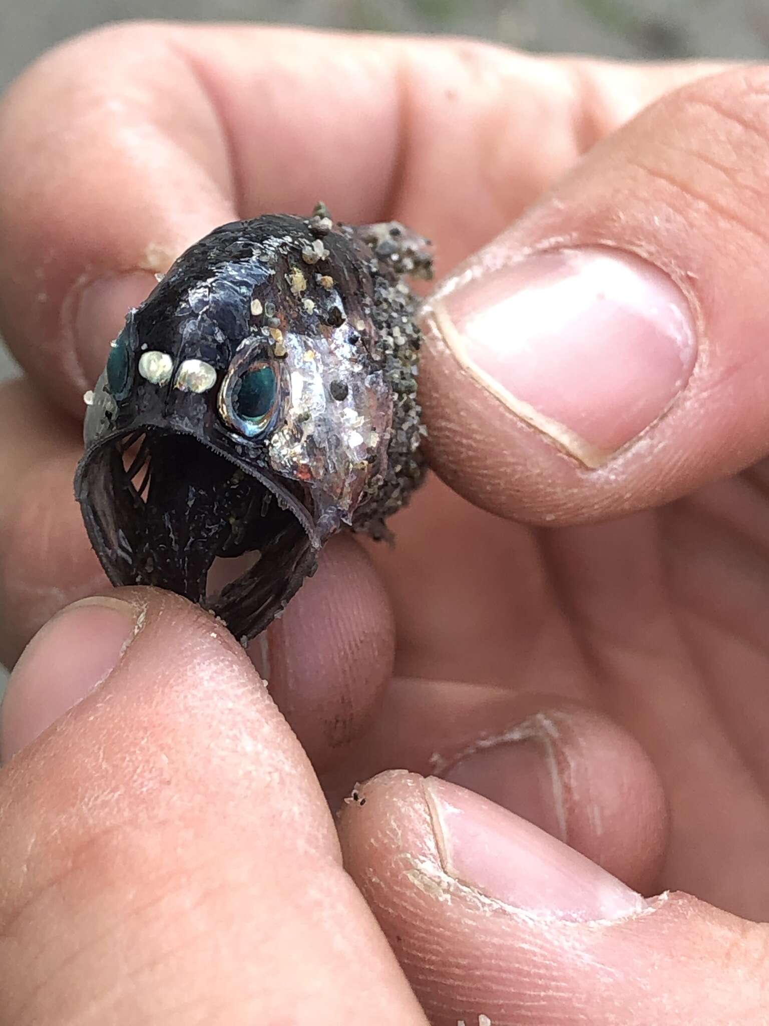 Image of California headlightfish