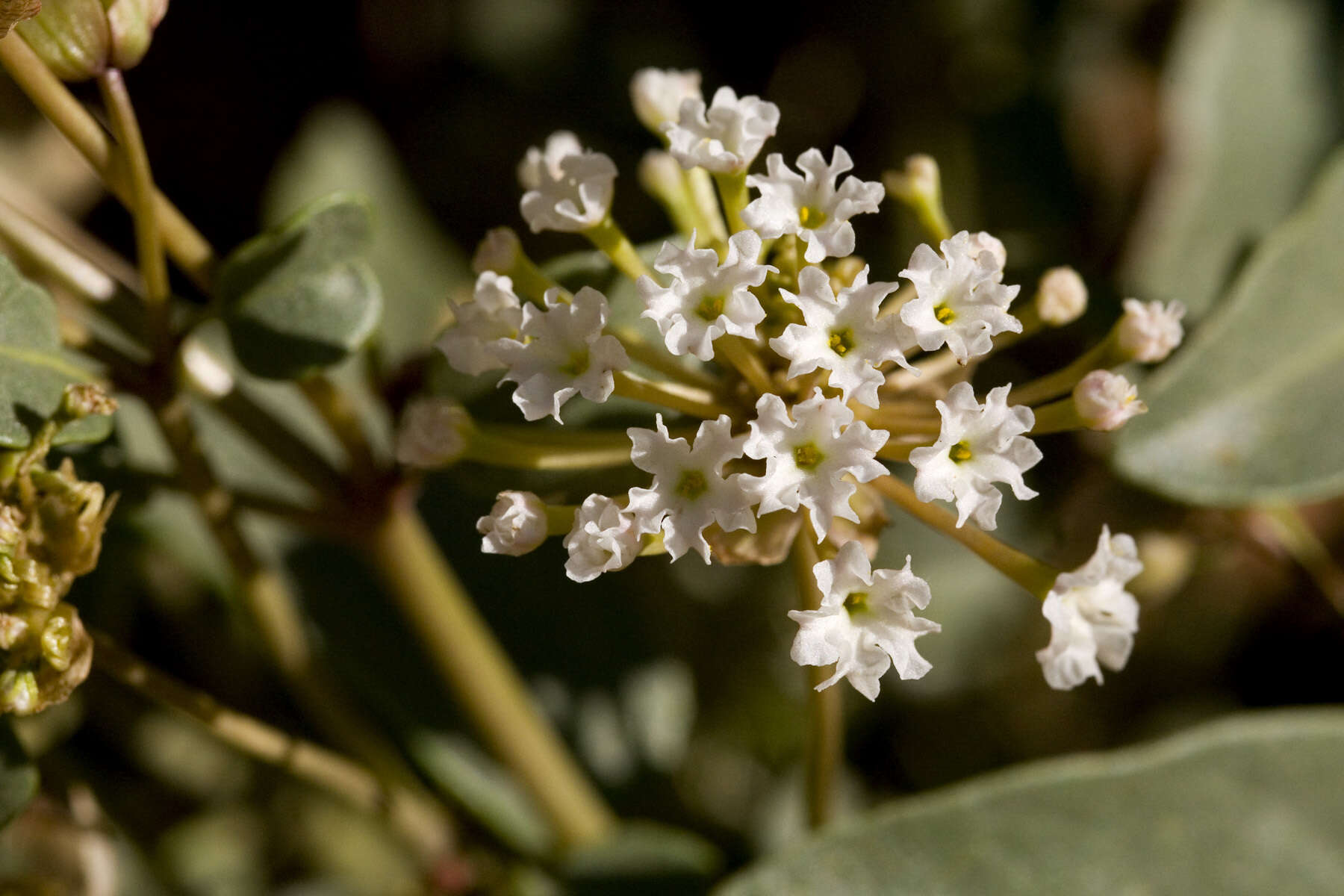 Image of fragrant white sand verbena