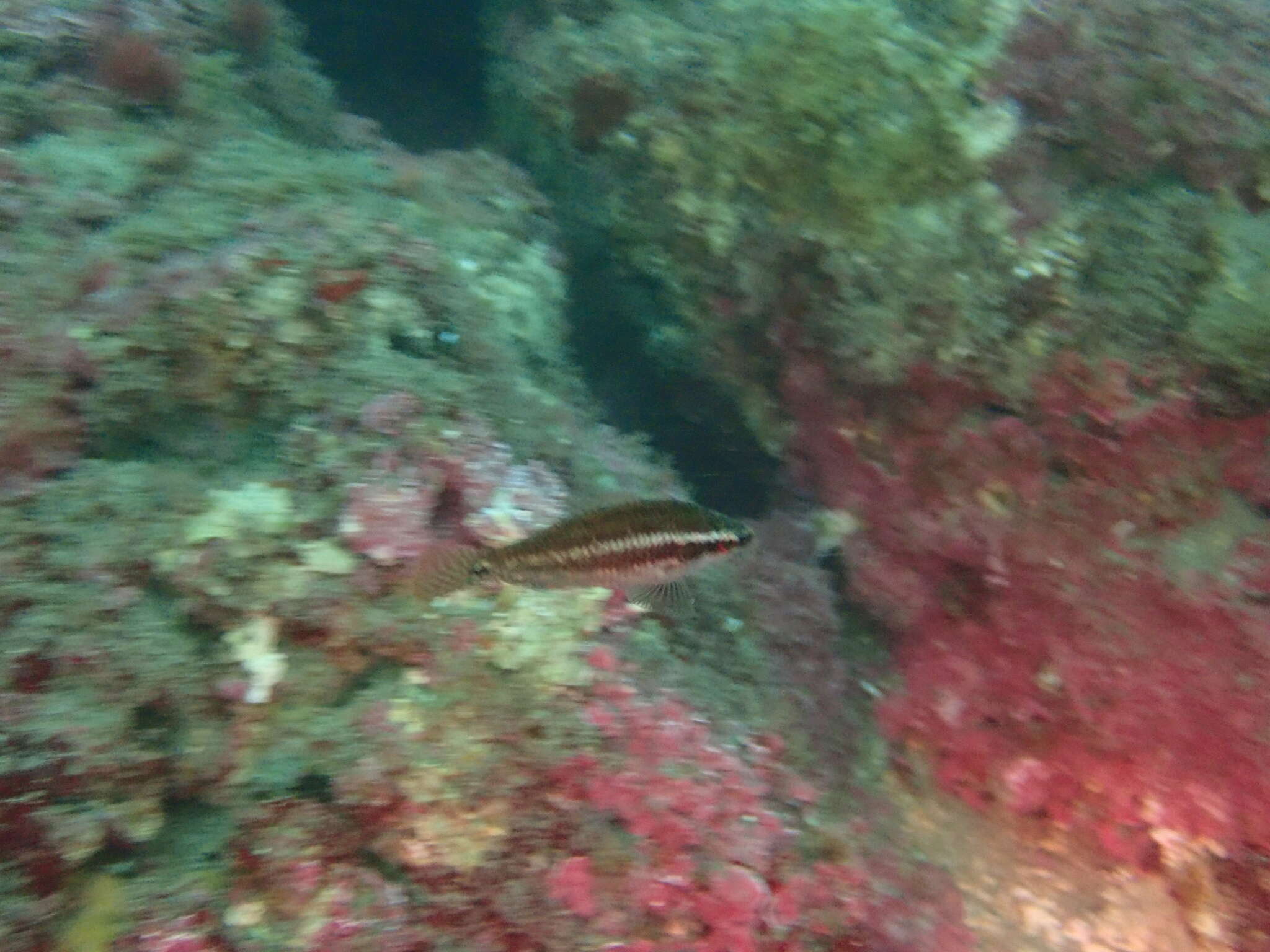 Image of Ocellated Wrasse