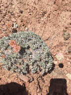 Image of cushion buckwheat