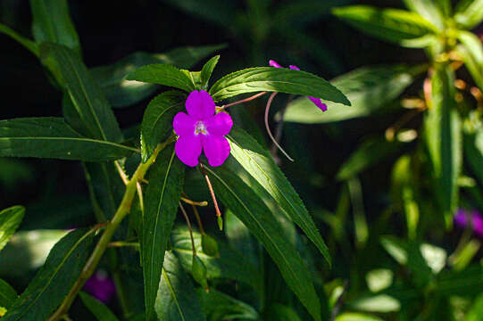 Image of Impatiens irvingii Hook. fil. ex Oliver