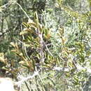 Sivun Gymnosporia capitata (E. Mey. ex Sond.) Sim kuva