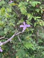 Imagem de Barleria saxatilis Oberm.