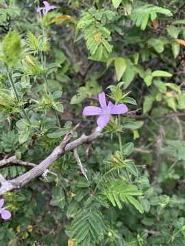 صورة Barleria saxatilis Oberm.