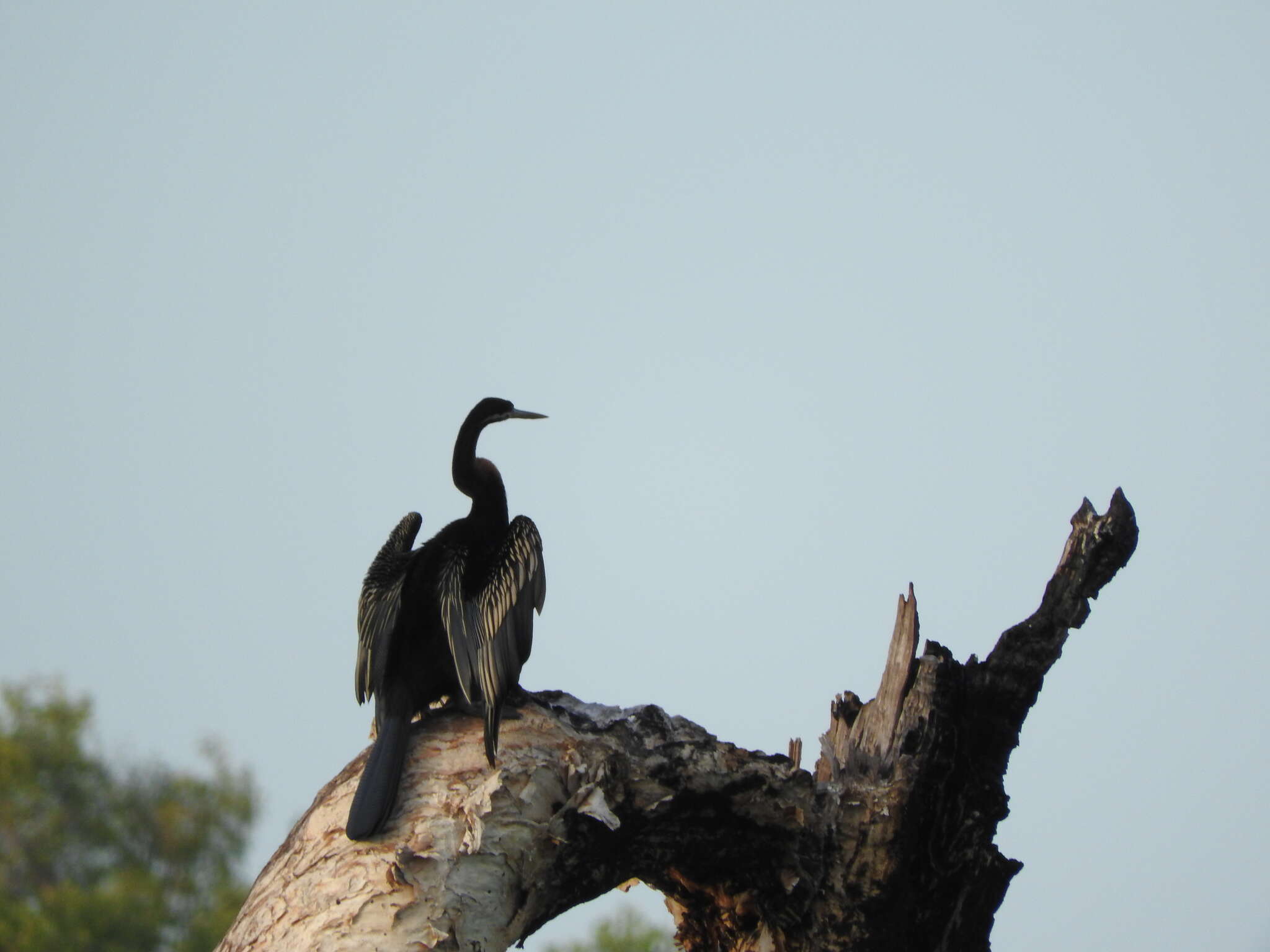 Plancia ëd Anhinga novaehollandiae (Gould 1847)