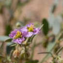 Image of Fagonia ovalifolia Hadidi