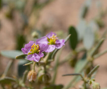 Image of Fagonia ovalifolia Hadidi