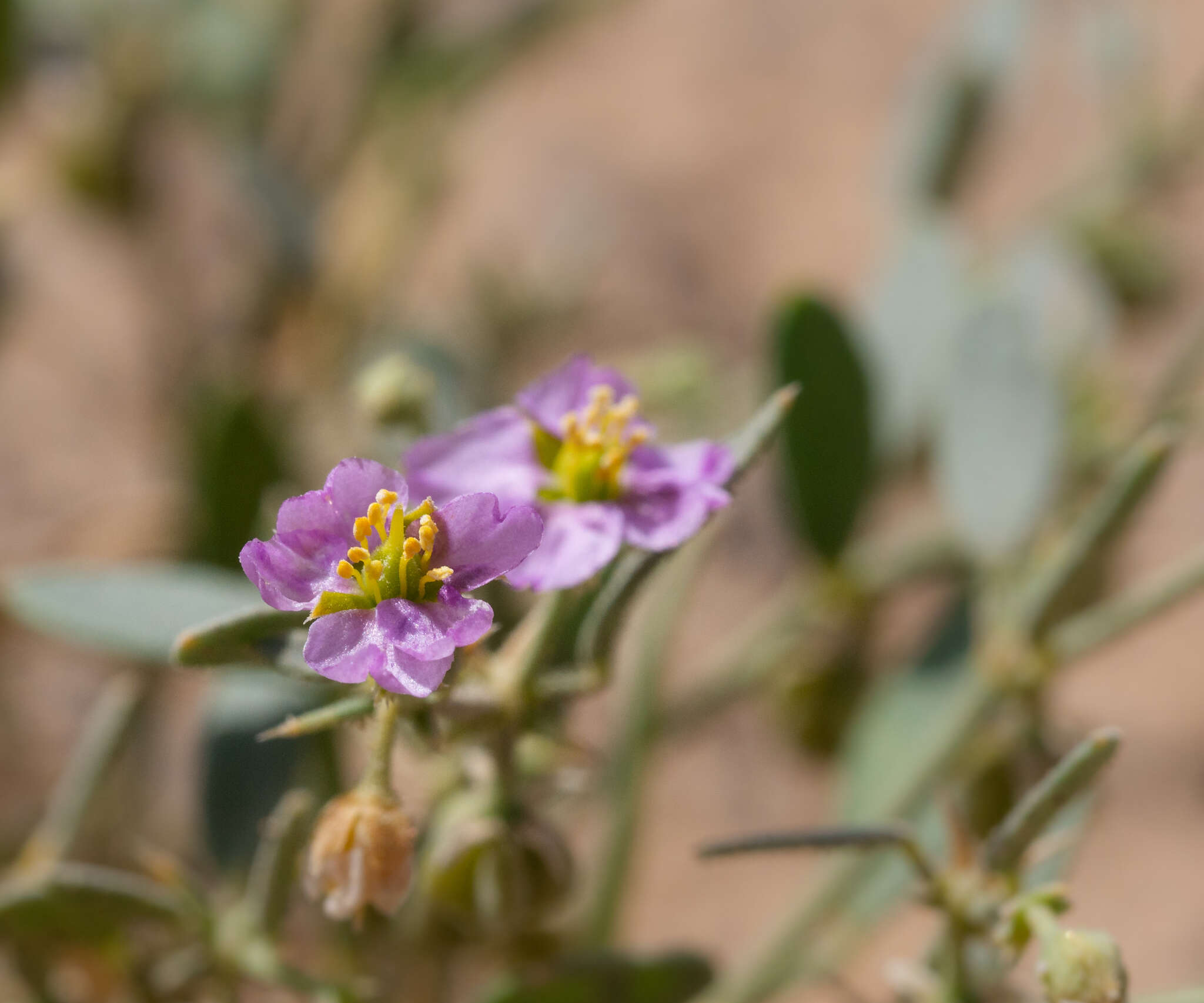 Image de Fagonia ovalifolia Hadidi