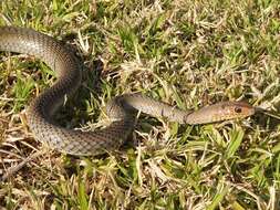 Imagem de Psammophis mossambicus Peters 1882