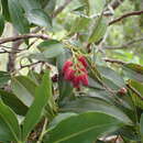 Image of Agarista salicifolia (Lam.) G. Don