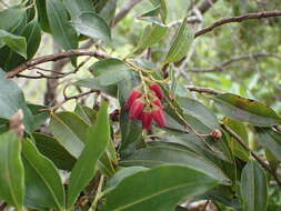 Image of Agarista salicifolia (Lam.) G. Don