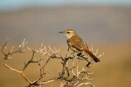 Image of Band-tailed Earthcreeper