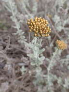 Imagem de Helichrysum dasyanthum (Willd.) Sw.