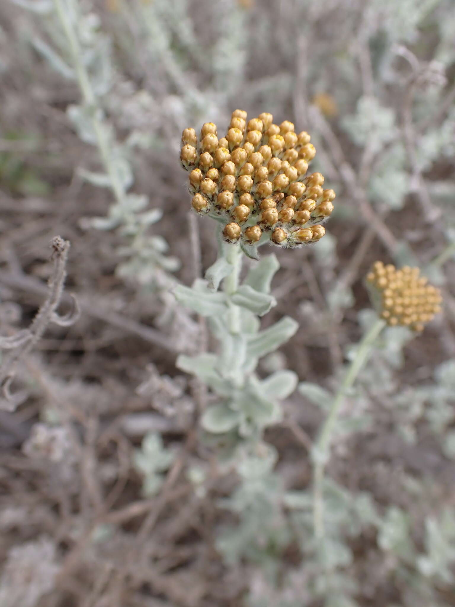 Слика од Helichrysum dasyanthum (Willd.) Sw.