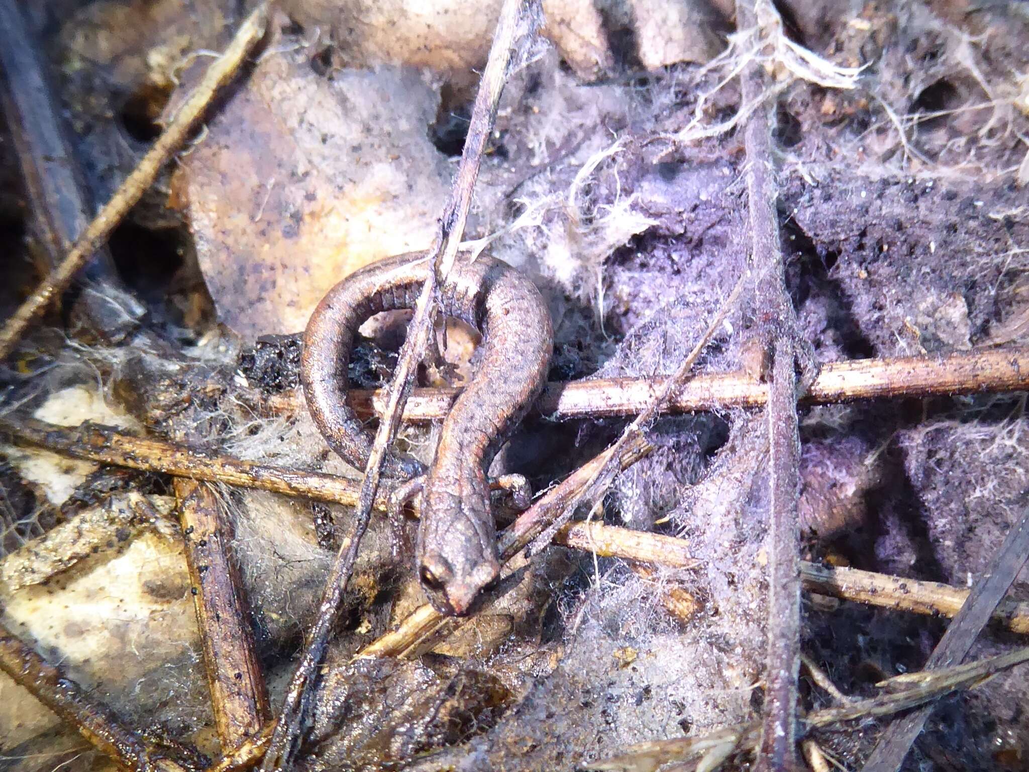 Image of Santa Lucia Mountains Slender Salamander