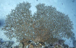 Image of Acropora pharaonis (Milne Edwards 1860)