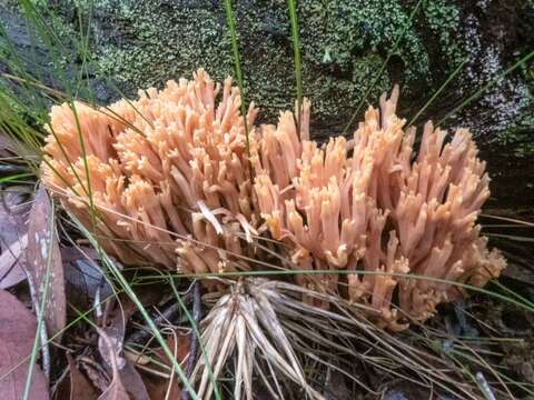 Image of Ramaria capitata Corner 1950