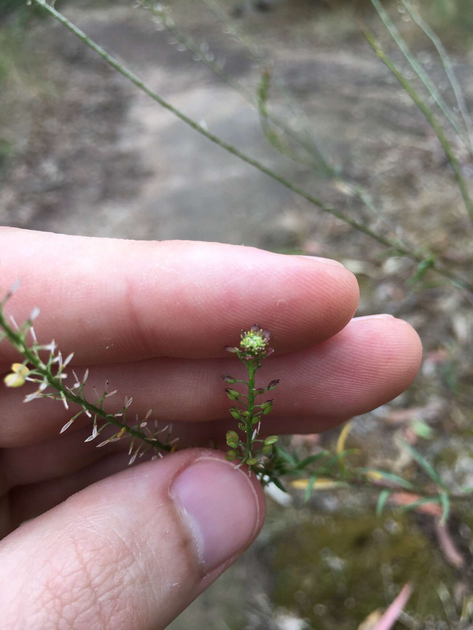 صورة Lepidium africanum (Burm. fil.) DC.