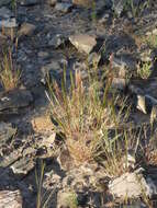 Image of Aristida minutiflora Caro