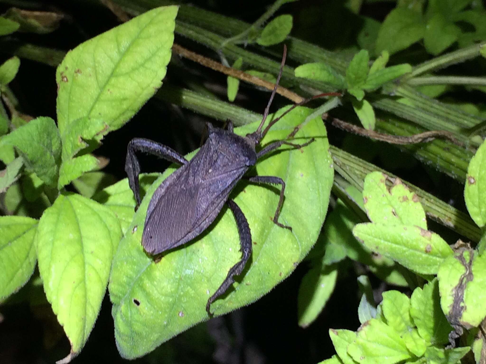 Image of Florida leaf-footed bug