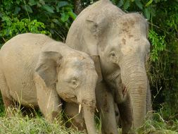 Image of Borneo Pygmy Elephant