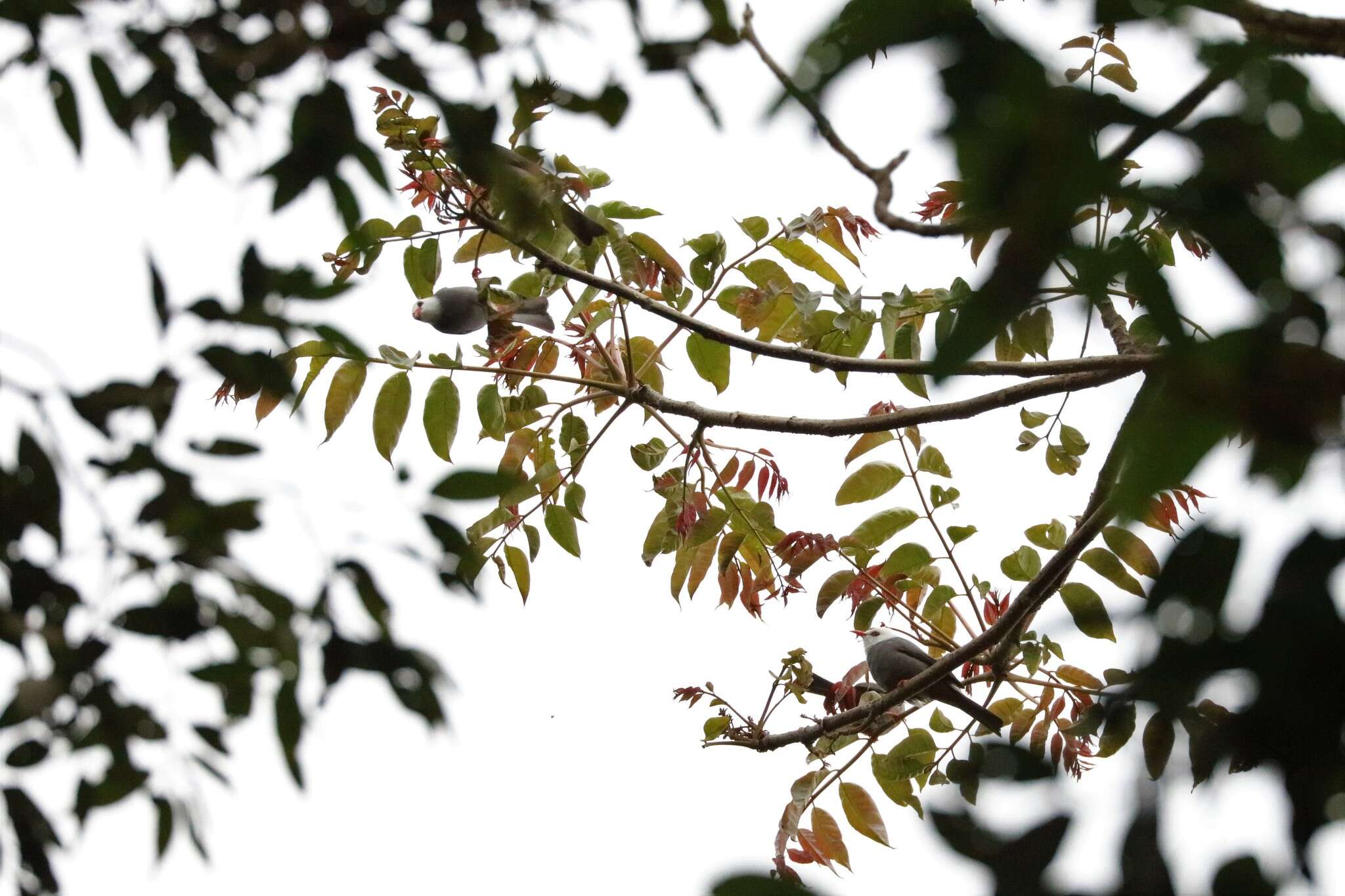 Image of White-headed Bulbul