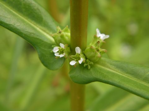 Image of pink redstem