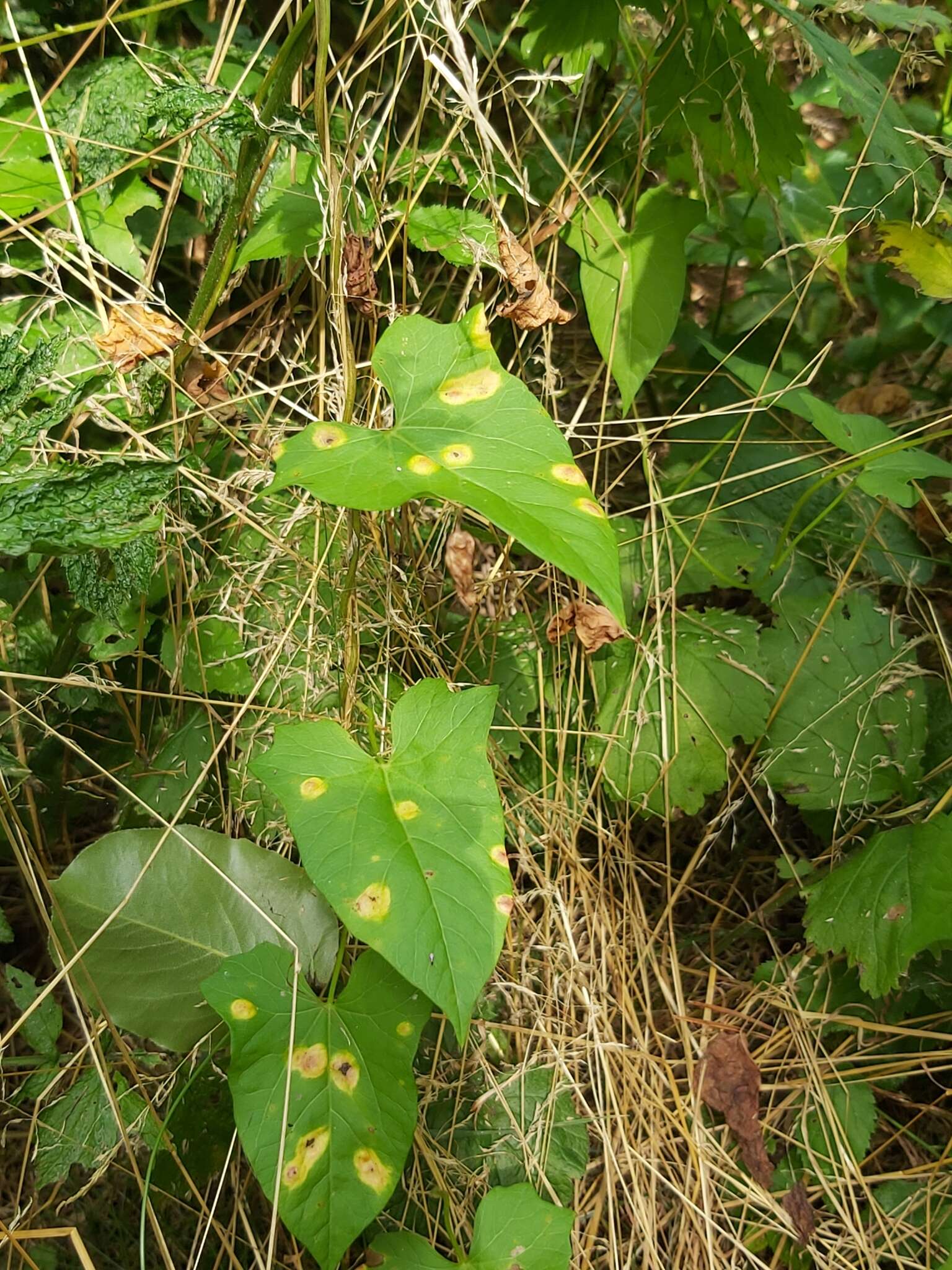 Image de Puccinia convolvuli (Pers.) Castagne 1842