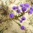 Image of Phyllopodium cephalophorum (Thunb.) O. M. Hilliard