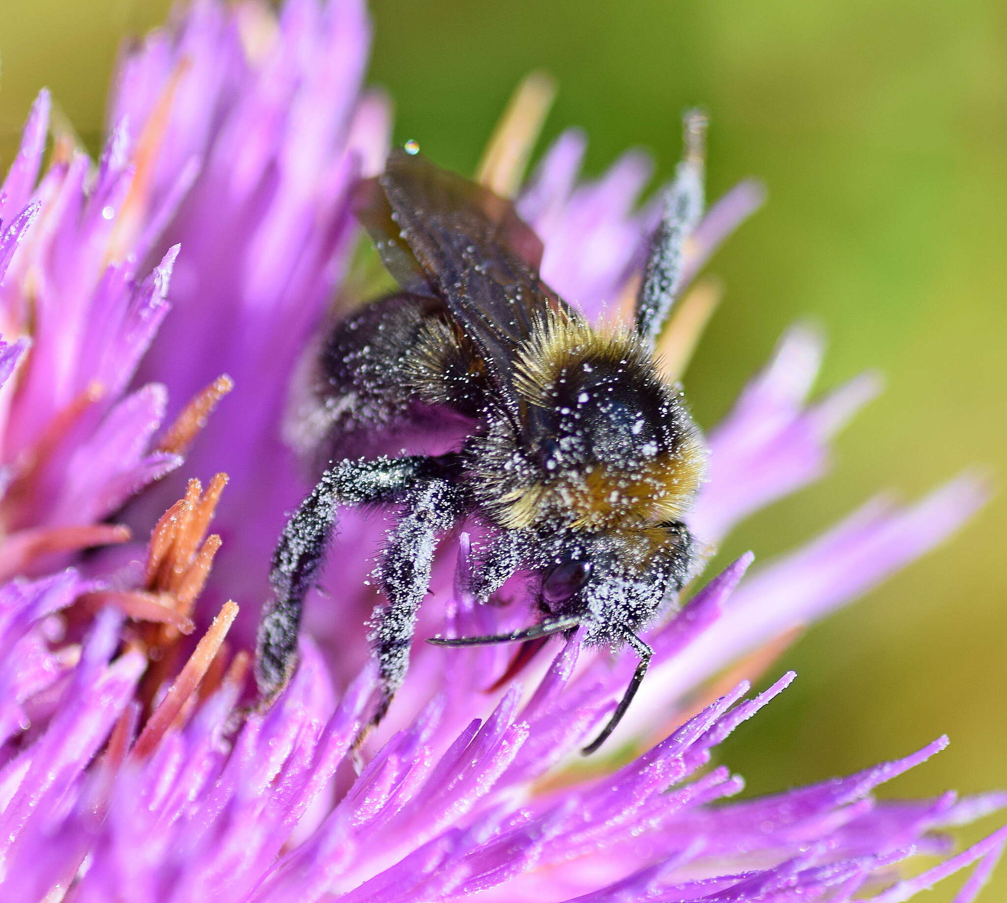 Image of Bombus barbutellus (Kirby 1802)