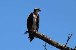 Слика од Pandion haliaetus carolinensis (Gmelin & JF 1788)