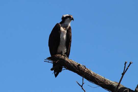 Image of Pandion haliaetus carolinensis (Gmelin & JF 1788)