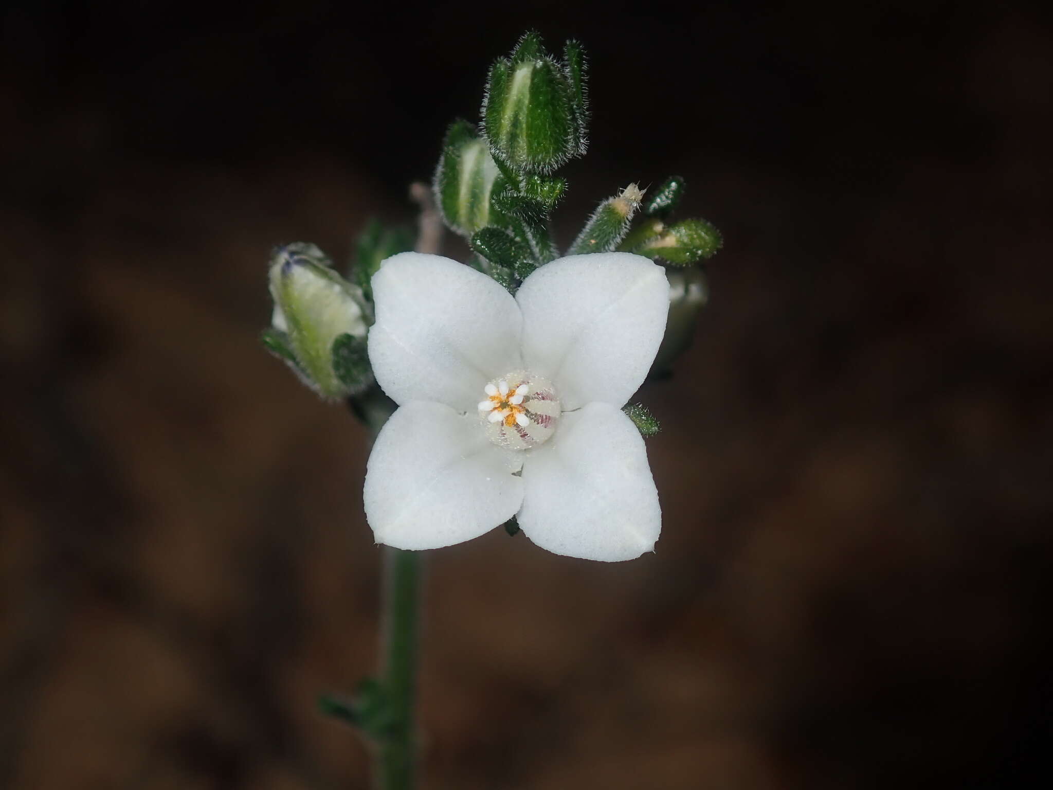 Image of Cyanothamnus coerulescens subsp. spinescens (Benth.) Duretto & Heslewood