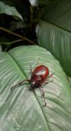 Image of Elephant Beetle