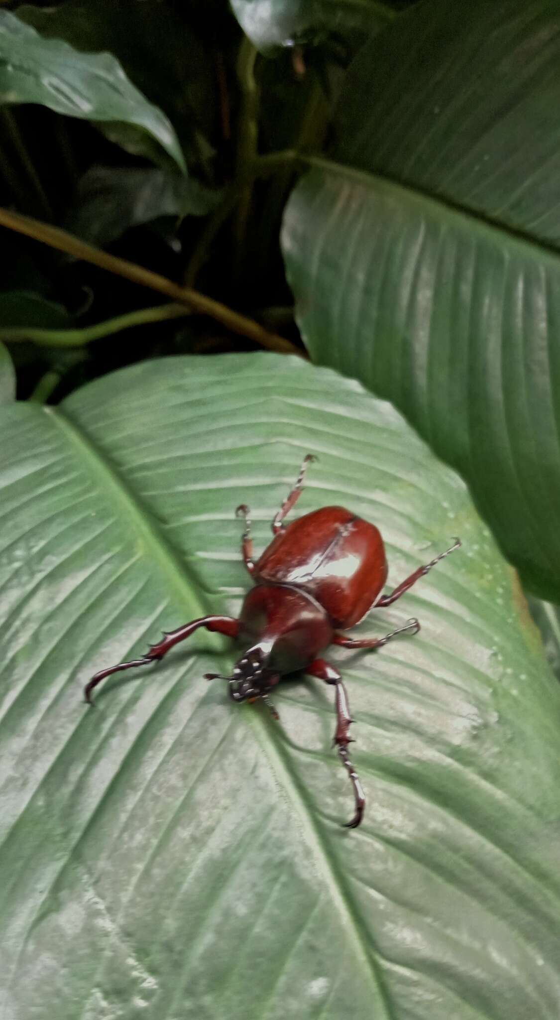 Image of Elephant Beetle