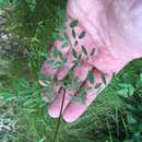 Image of Small-Leaf Meadow-Rue