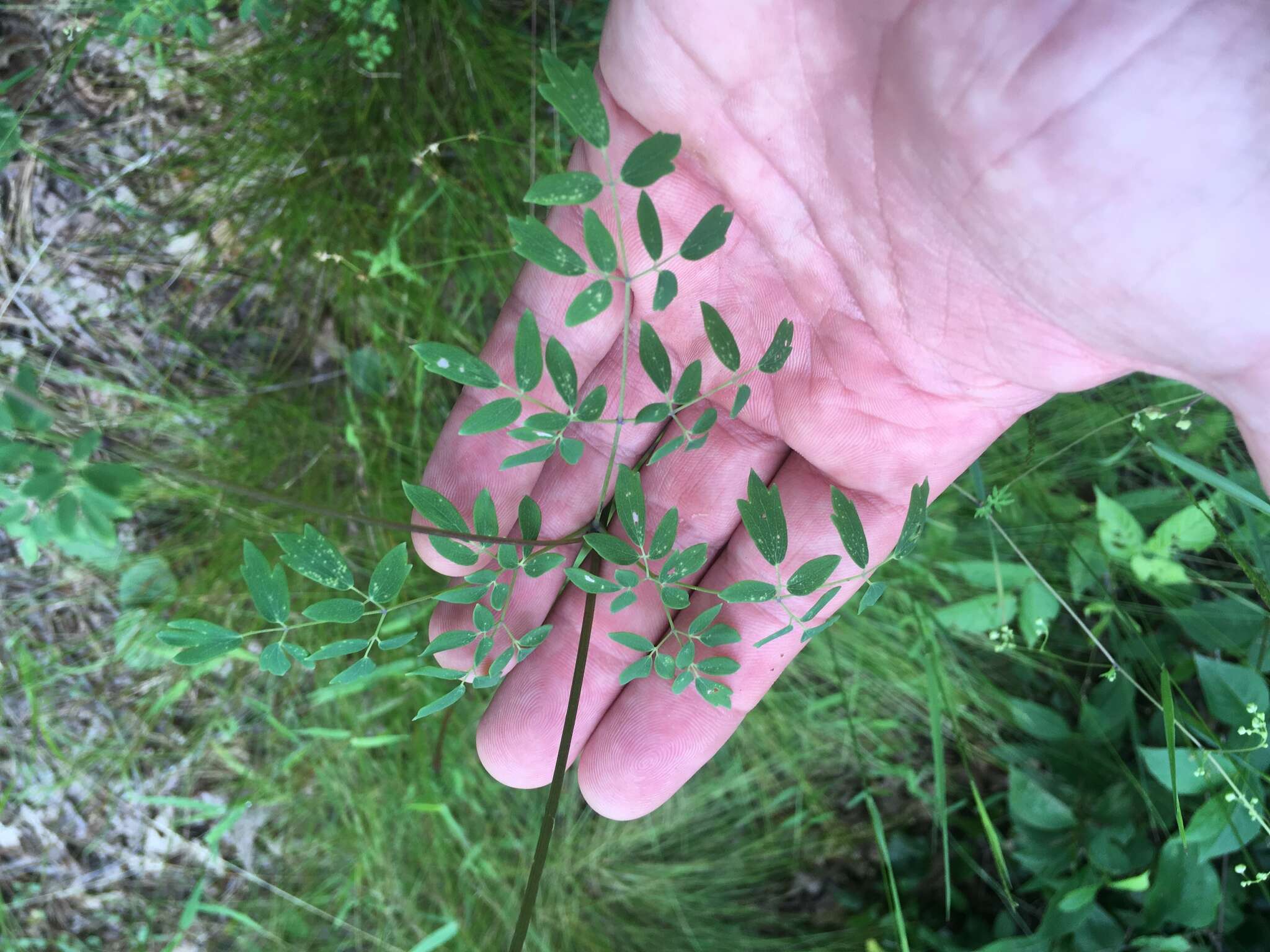 Image of Small-Leaf Meadow-Rue