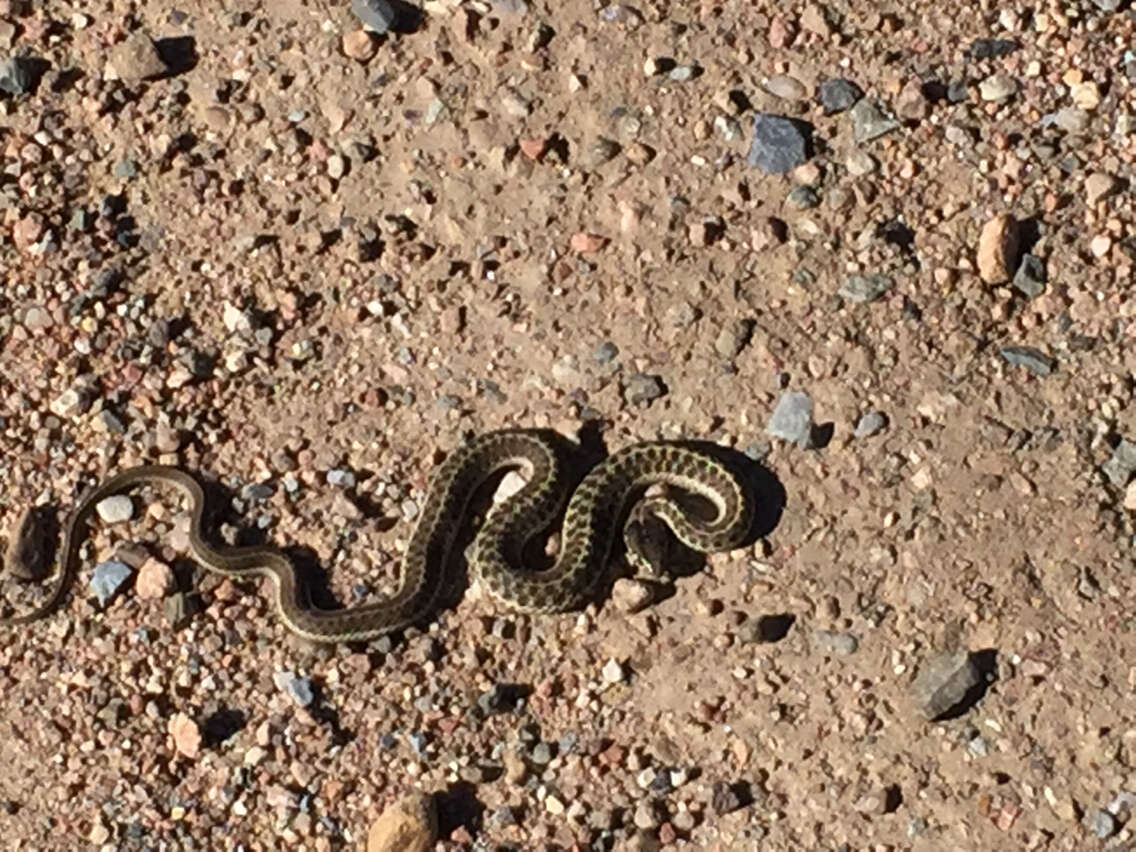 Image of Thamnophis elegans vagrans (Baird & Girard 1853)