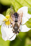 Andrena rufosignata Cockerell 1902 resmi