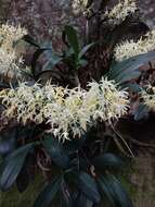 Image of Dendrobium speciosum var. hillii Mast.