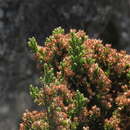 Plancia ëd Erica diosmifolia Salisb.