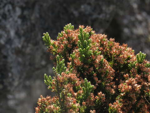 Image of Erica diosmifolia Salisb.