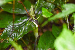 Image of Arisaema penicillatum N. E. Br.