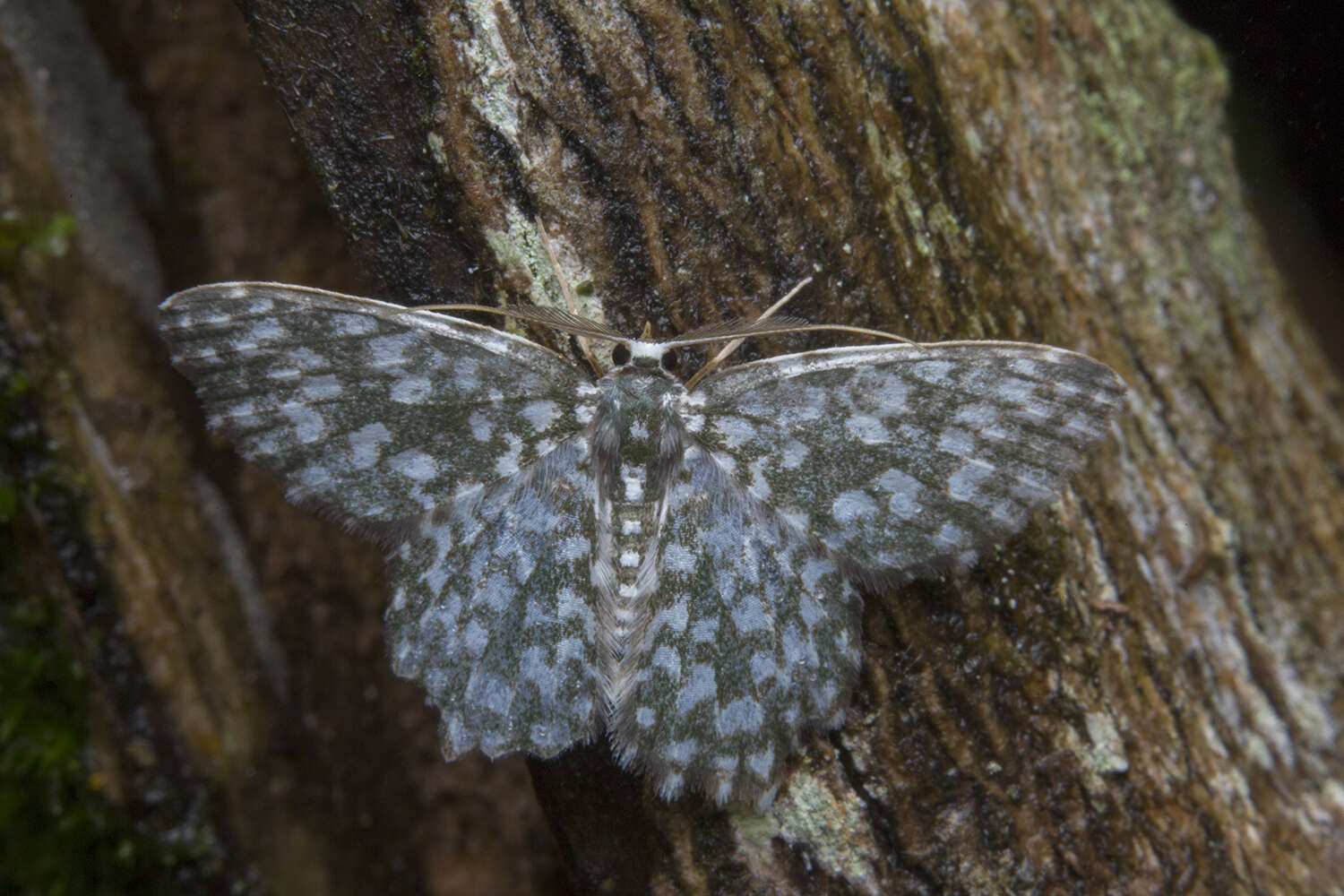 Image of Berta chrysolineata Walker 1863