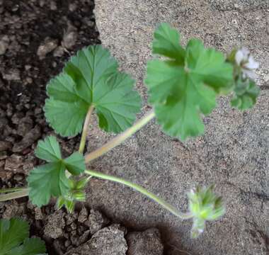 Image of Pelargonium capituliforme Knuth