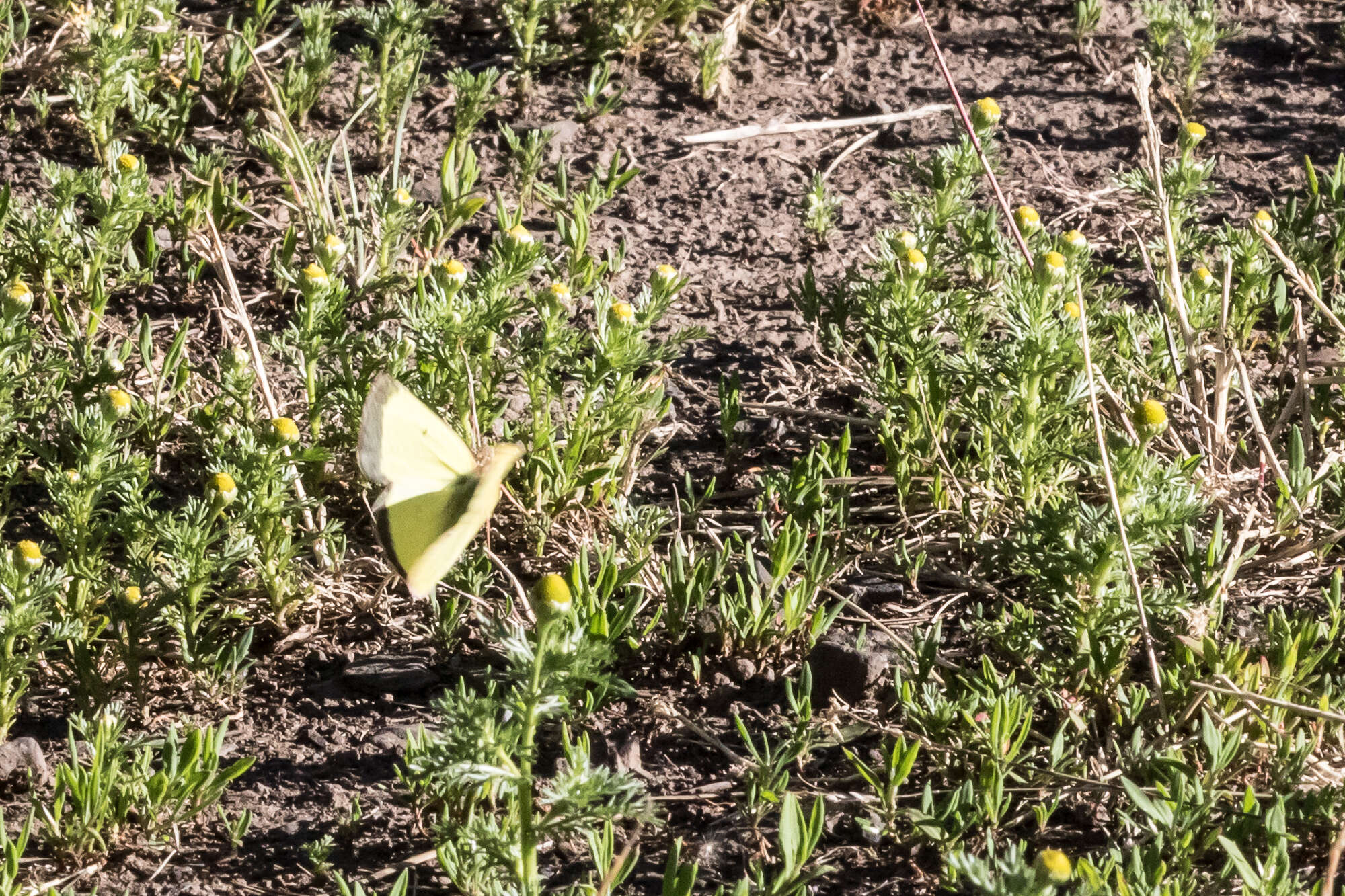 صورة Colias occidentalis Scudder 1862