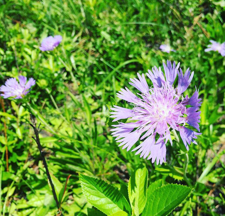 Image of Stokesia