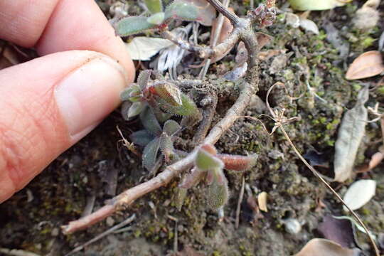 Imagem de Delosperma rogersii (Schoenl. & Berger) L. Bol.