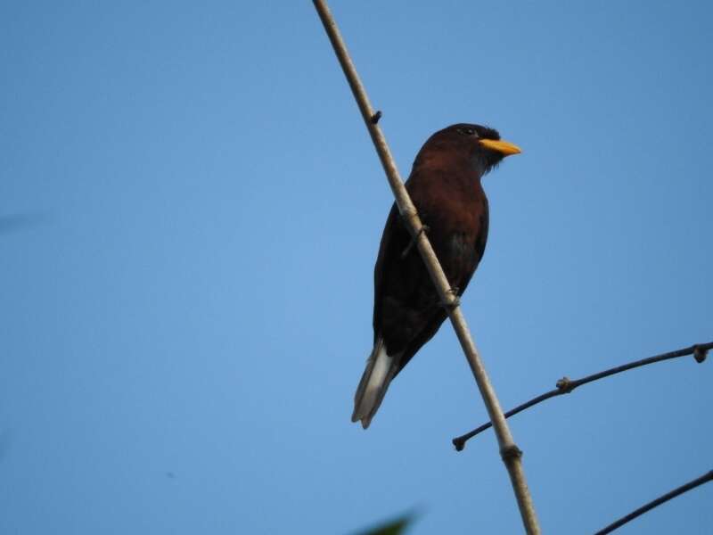 Image of Blue-throated Roller